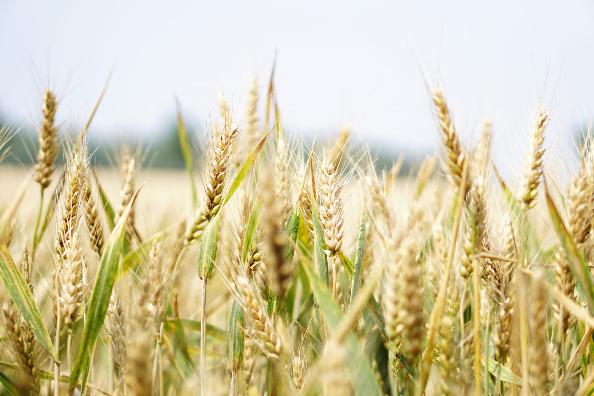 Kellogg’s Origins Programme Focus for Groundswell 2021