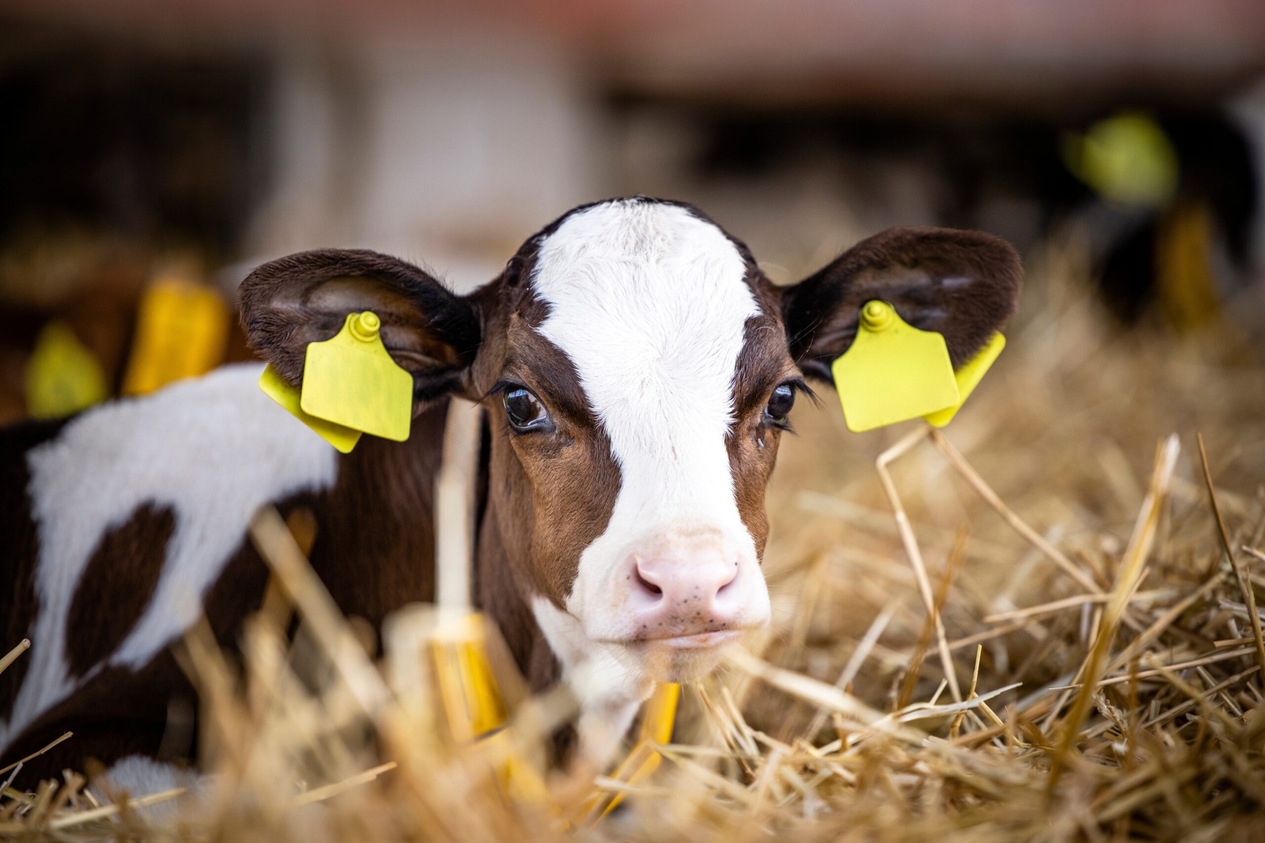 Enhancing Calf Welfare and Safeguarding Dairy Brands