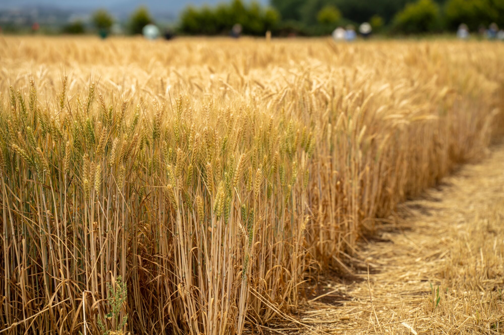 The Sustainable Agriculture Transformation: Insights from The Oxford Farming Conference