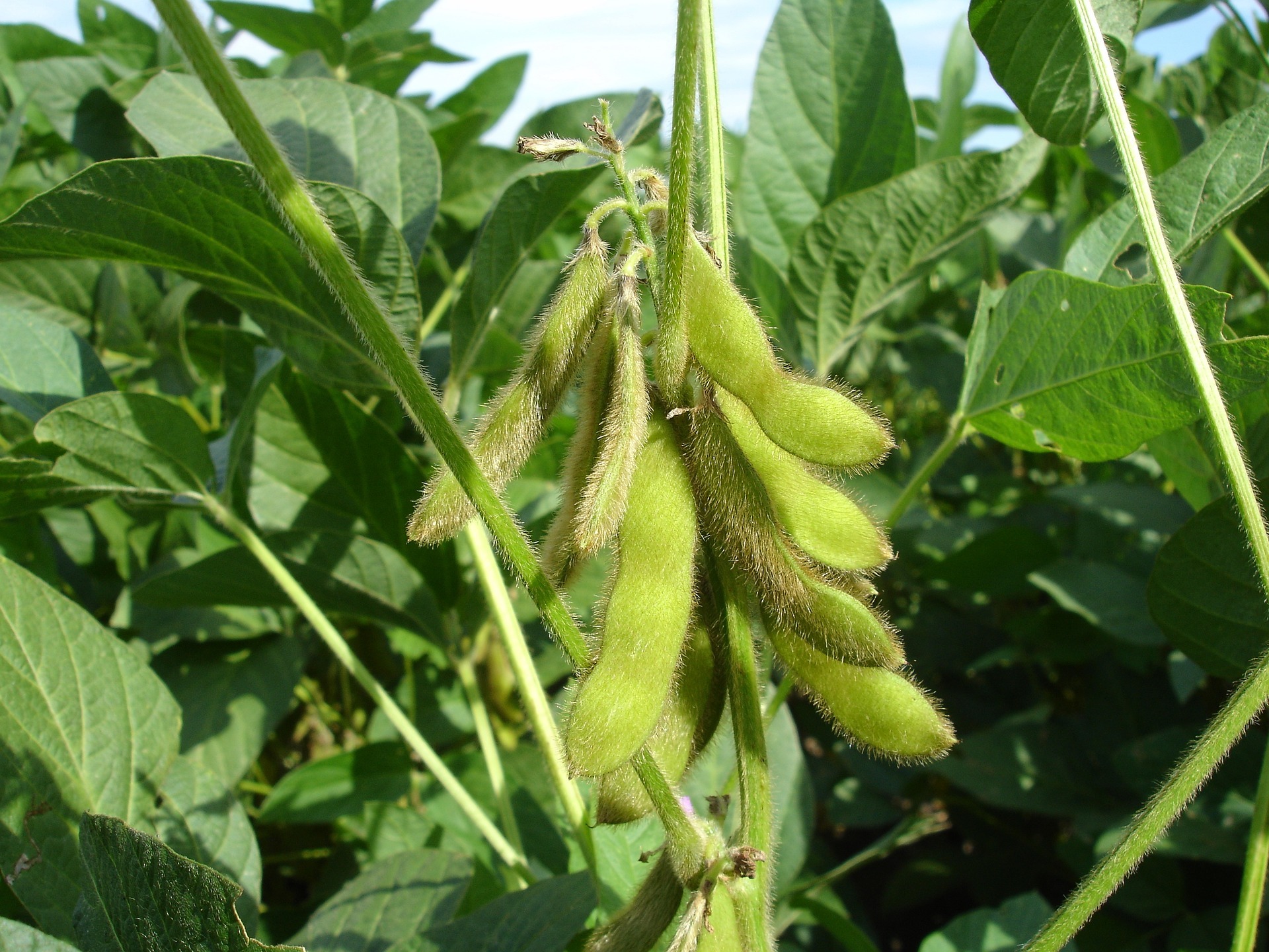 Sustainable soya on the increase in the UK